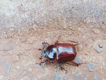 Close-up of insect