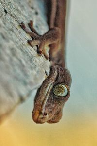 Close-up of lizard