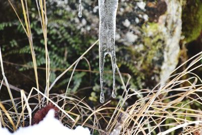 Close-up of frozen water