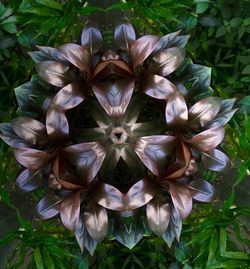 Close-up of flowers blooming outdoors