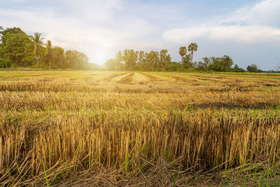 Scenic view of agricultural field against sky
