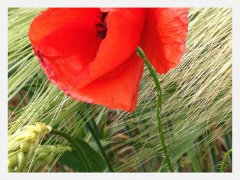 Close-up of red poppy flowers