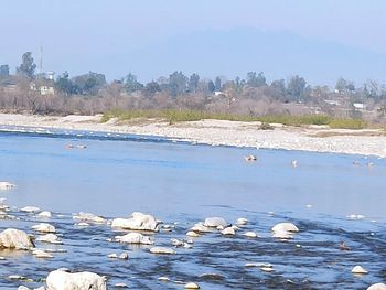 View of birds in lake