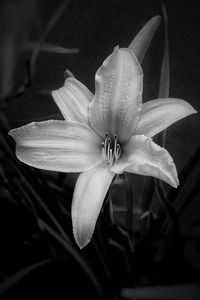 Close-up of white lily flower