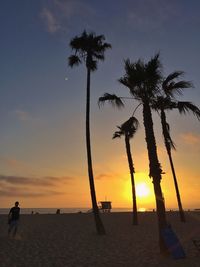 Silhouette of palm trees on beach at sunset