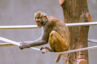 Close-up of monkey sitting on branch