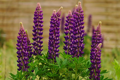 Close-up of purple lavender flowers