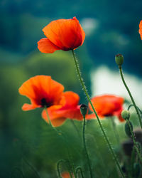 Close-up of orange poppy