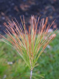 Close-up of plant growing on field