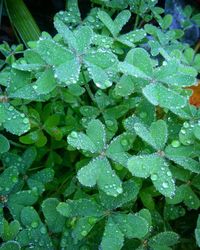 Macro shot of water drops on leaf