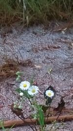 High angle view of flowers blooming outdoors