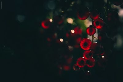 Close-up of red berries on tree