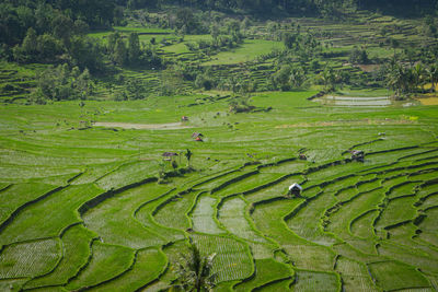 High angle view of terasering rice field agricultural field