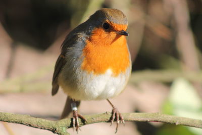 Close-up of bird perching outdoors