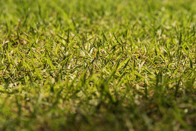 High angle view of grass on field