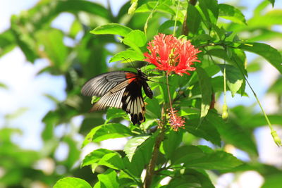 Close-up of butterfly pollinating on flower