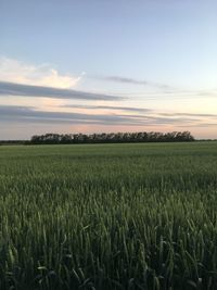 Scenic view of agricultural field against sky during sunset