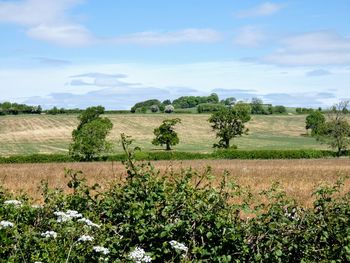 Scenic view of field against sky