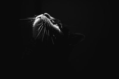 Close-up of a black background