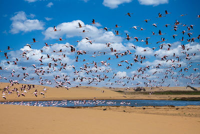 Birds flying over sea against blue sky