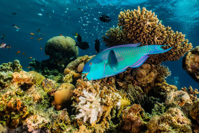 Fish swimming in sea