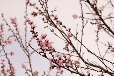 Low angle view of cherry blossom