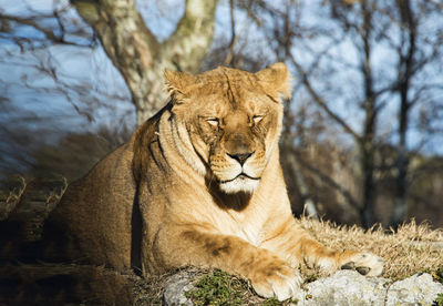 View of a cat on land