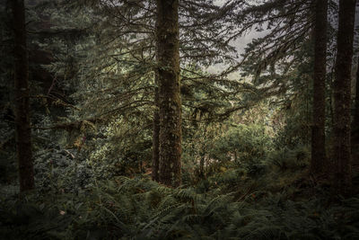 Pine trees in forest