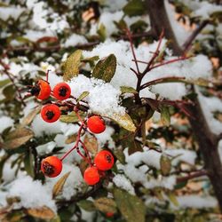 Close-up of red berries on snow covered tree