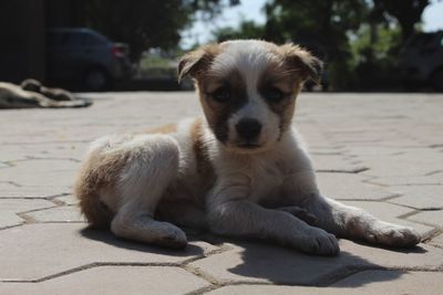 Close-up portrait of dog sitting outdoors