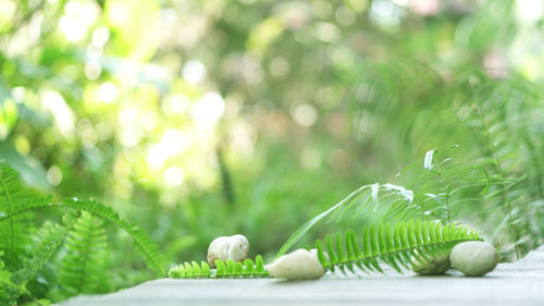 Wood plank pebble stone and green fern background for product display