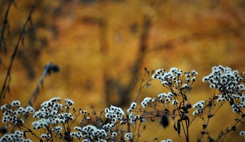 Close-up of yellow flowering plant on field