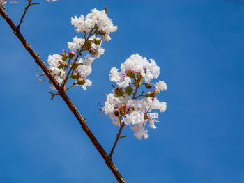 Low angle view of cherry blossoms in spring