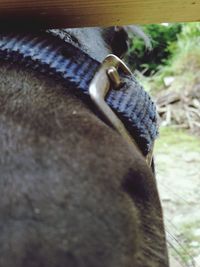 Close-up of horse