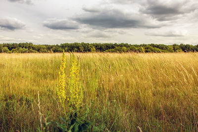 Yellow wild flowers on a dry meadow, forest and cloudy sky.