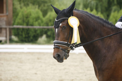 Close-up of horse in ranch