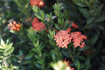 Close-up of flowering plant