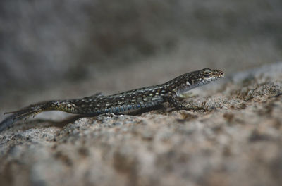 Close-up of lizard on rock