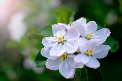 Close-up of purple and white flowers