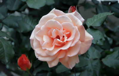 Close-up of pink rose blooming outdoors