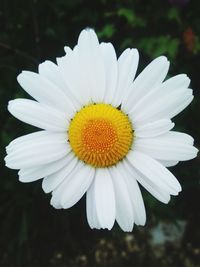 Close-up of white flower blooming outdoors