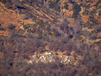 High angle view of trees on mountain