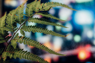 Close-up of fern leaves against computer display