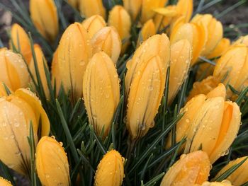 Snow crocus,  crocus chrysanthus, is one of the earliest varieties of crocus to bloom in spring