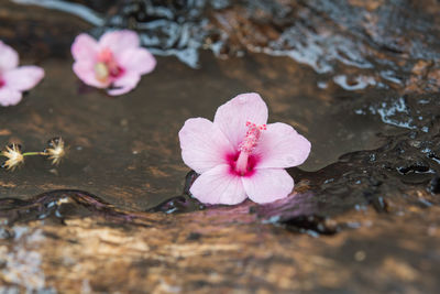 Close-up of pink flowering plant