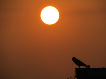 Silhouette bird perching on orange sun