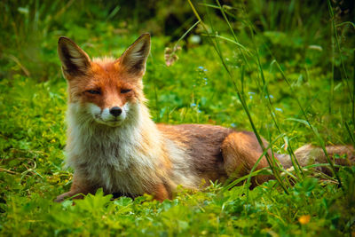 Fox sitting on grassy land in forest