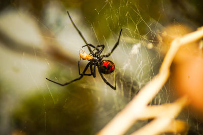 Close-up of spider on web