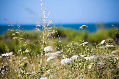 Close-up of grass on field against sky