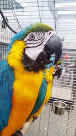 Close-up of a parrot